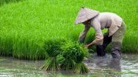 Produksi Padi Papua  Naik 72,46 Persen