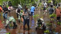 Korem 172 Bersama  Mahasiswa Uncen Tanam 500 Mangrove