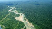 7 Hutan Adat Di Tanah Papua Diakui Negara