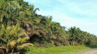 Urgent, Hutan Sagu  Harus Dilindungi