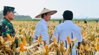 Presiden  Tinjau Ladang Jagung di Keerom