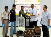 Karantina Merauke Gagalkan Pengiriman Awetan Burung Cenderawasih