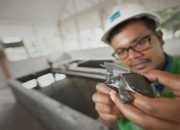 Kolaborasi Freeport, BBKSDA dan LSM Konservasi Jaga Keanekaragaman Hayati di Tanah Papua