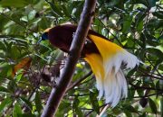 Pertamina Bersama BKSDA Papua Kolaborasi Lestarikan Burung Cenderawasih