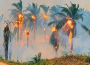 LBH Desak Darurat Karhutla dan Stop PSN di Papua