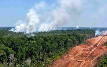 WALHI: 8.324 Hotspot Kepung Papua, Terbanyak di Food Estate